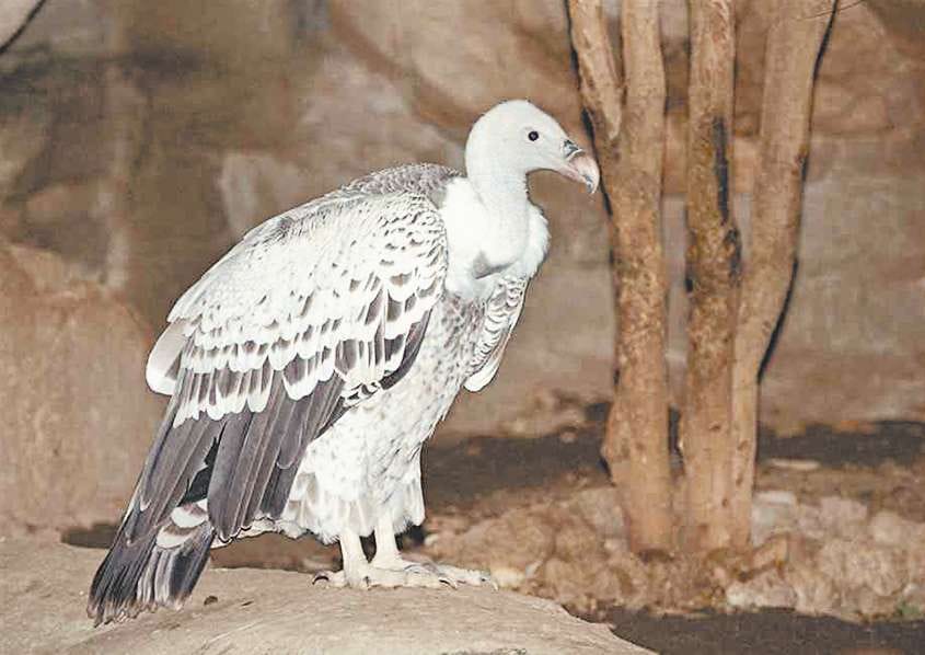Increase in White Vulture Who Are on The Brink of Extinction