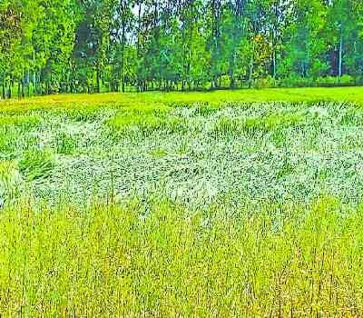  rain ruined 40% crops  
