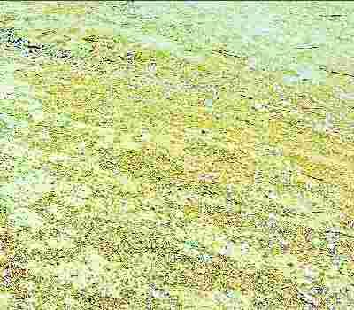 farmer died due to weather
