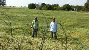agriculture