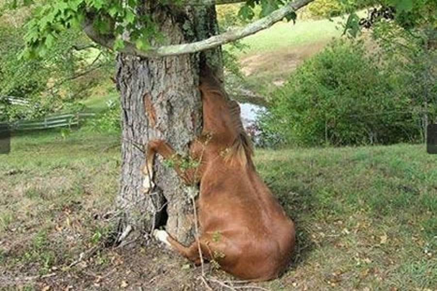 animals got stuck here and there