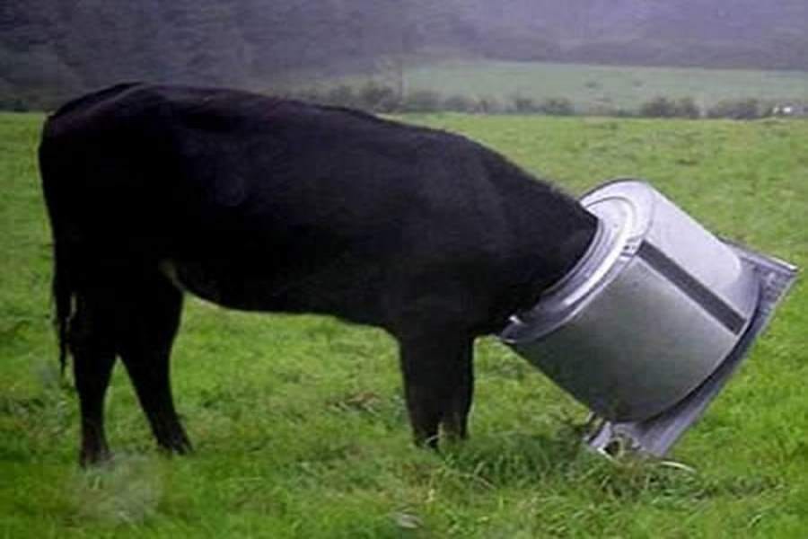 animals got stuck here and there