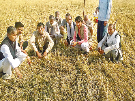 bjp workers saw destroyed crops