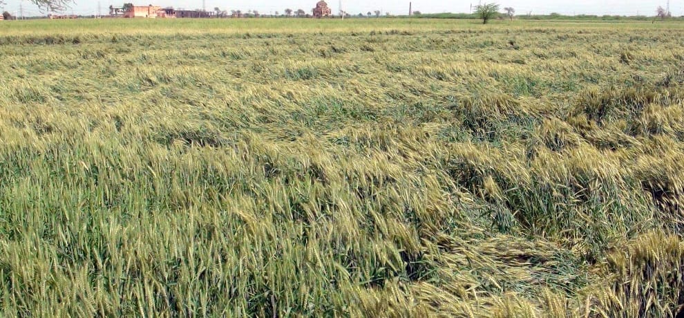 Wheat procurement on support price hiked by Rs 75