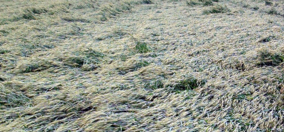 30 hectare crop affected