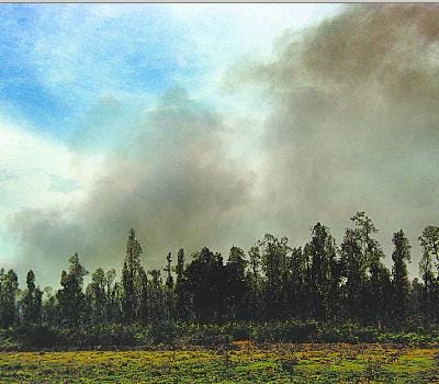 fire in jungle