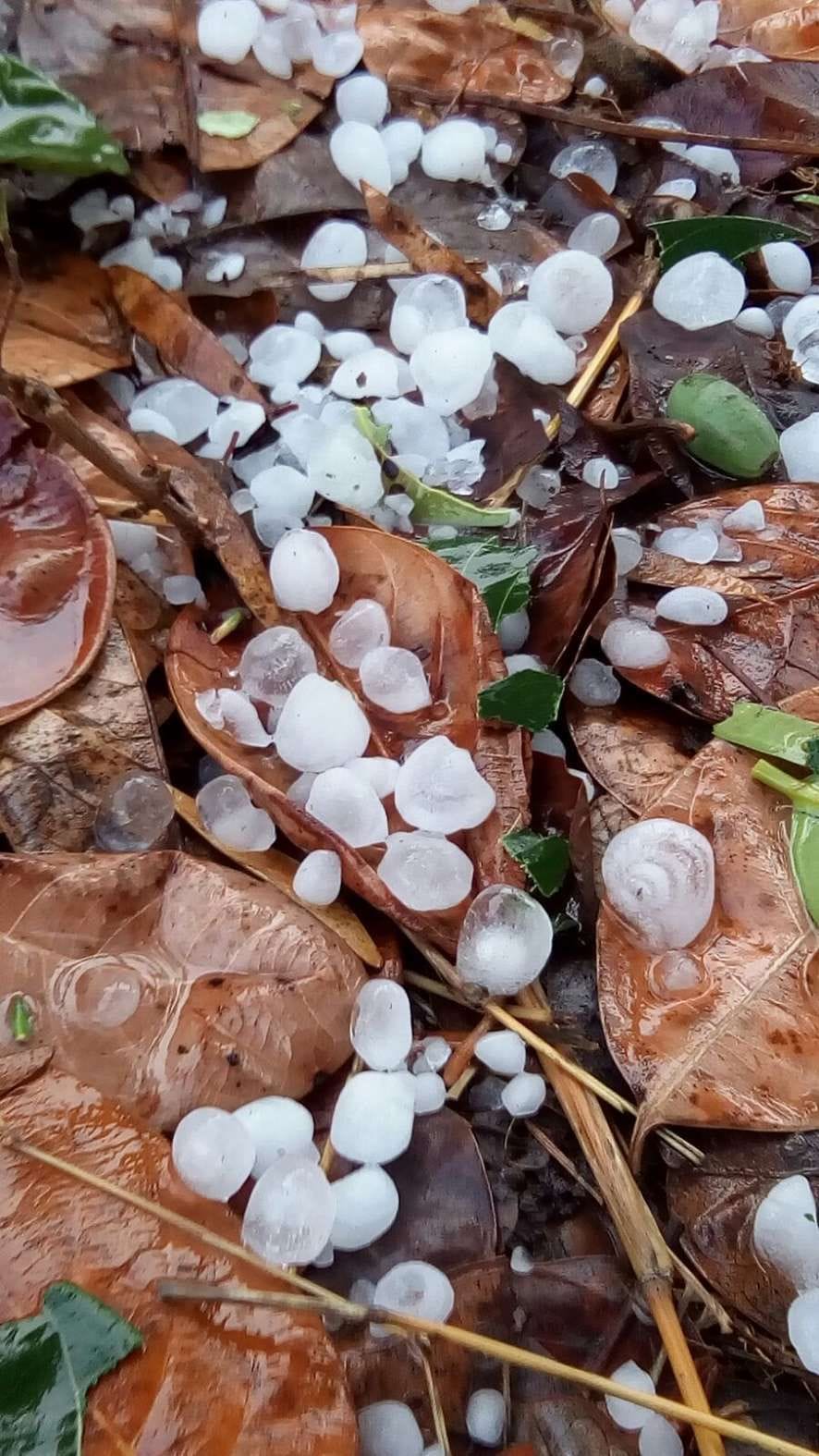 Crops by hailstorm