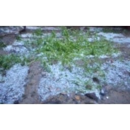 bhiwani news, rain, thunder storm, hail, crop, farmer, 35 minutes