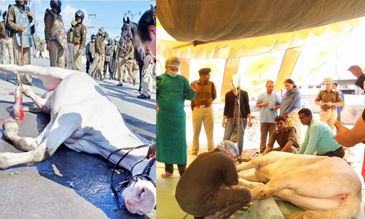 treatment of police horse, beaten by BJP MlA ganesh joshi.