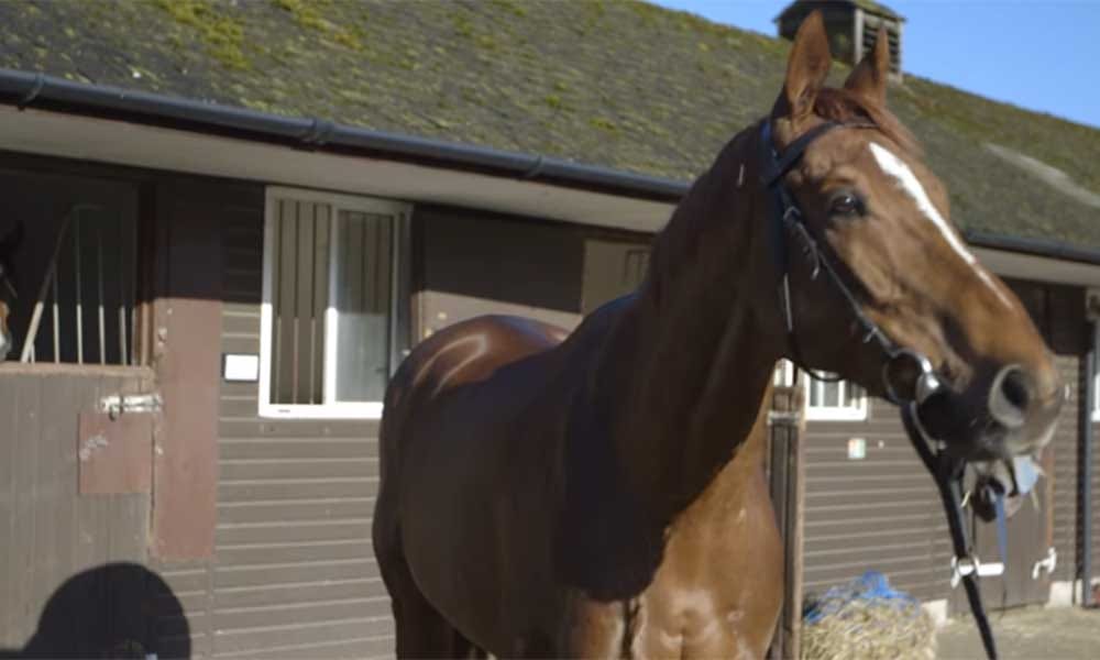 Horse wears three piece suit for race