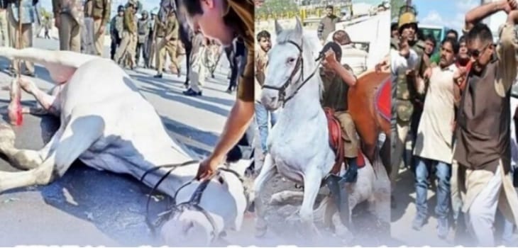 Horse Beaten up by BJP MLA #IsHorseAntiNational