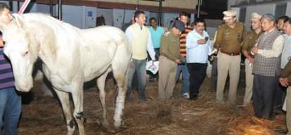 Doctors on their best to recover the Horse beaten by BJP MLA 