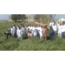 Rain, Crop, Loss, Kaithal