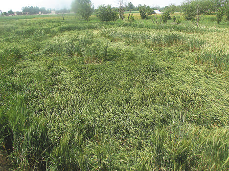 Damage to crops by hailstorm