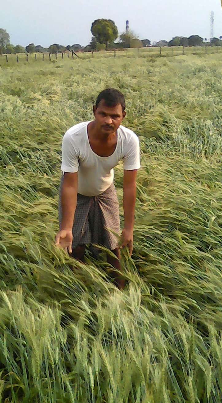 crop dameged mohali, hail storm mohali