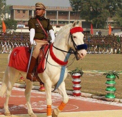 doctors trying to save horse leg, operate him.