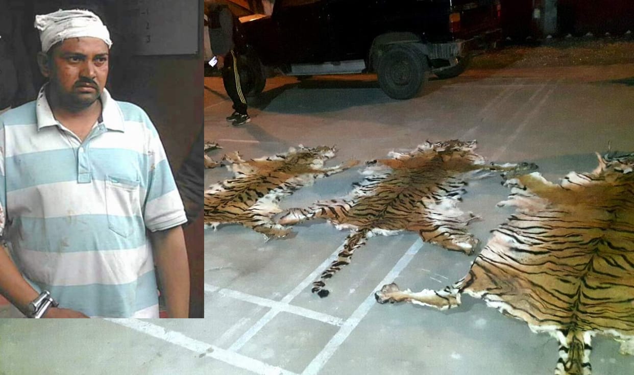 smuggler arrested with five tigers skin.