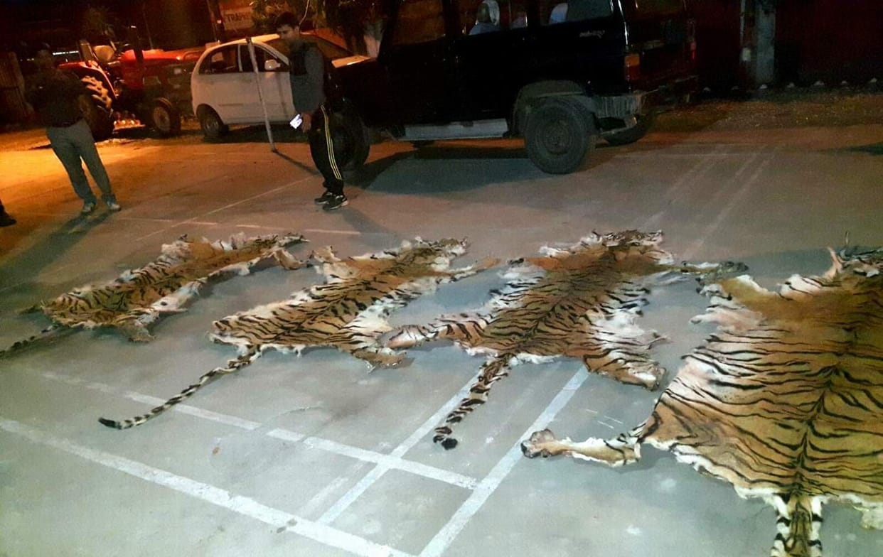 forest department disturbed to getting tiger skins. .