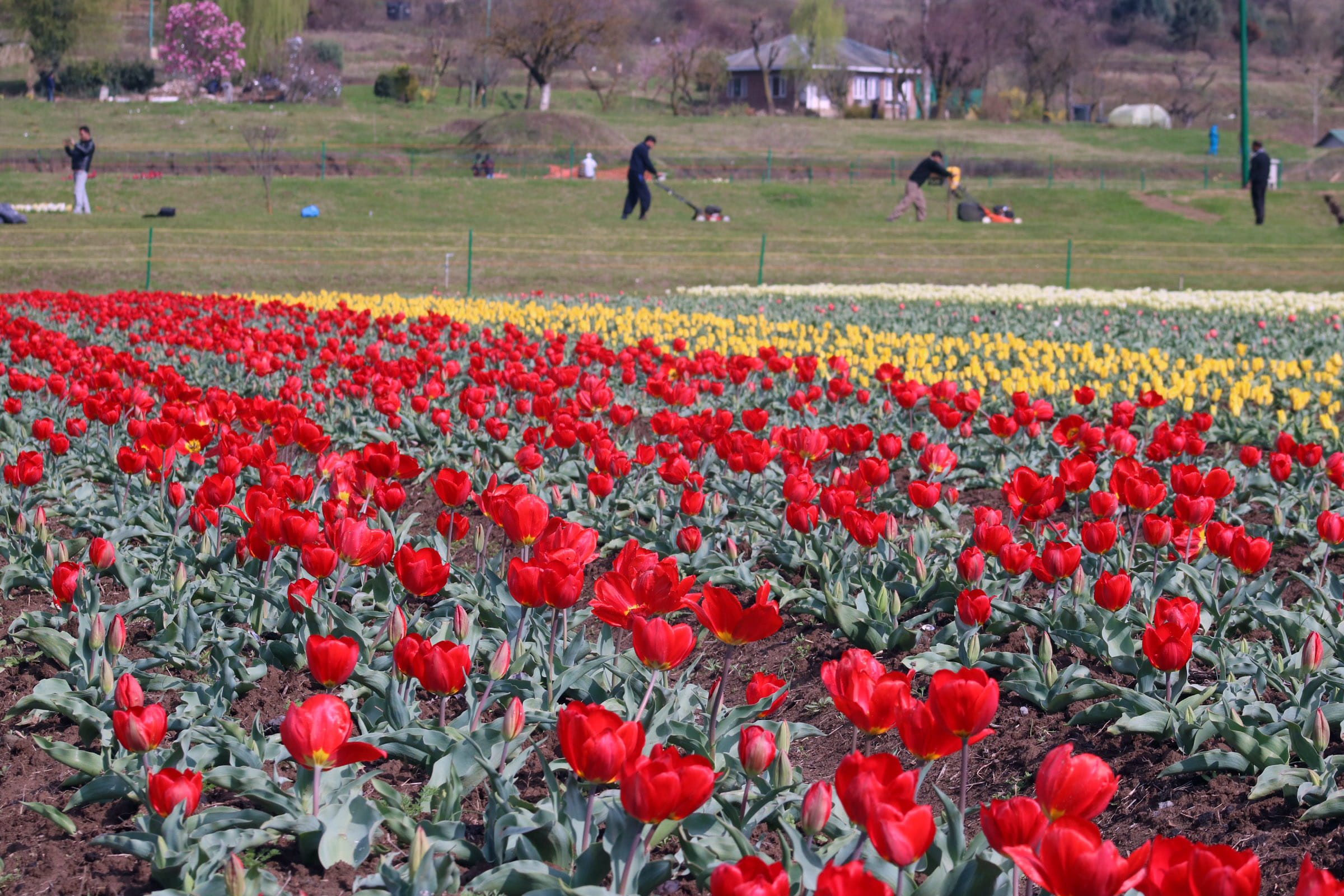 lockdown jammu kashmir latest updates, due to corona virus and lockdown Silence in tulip garden