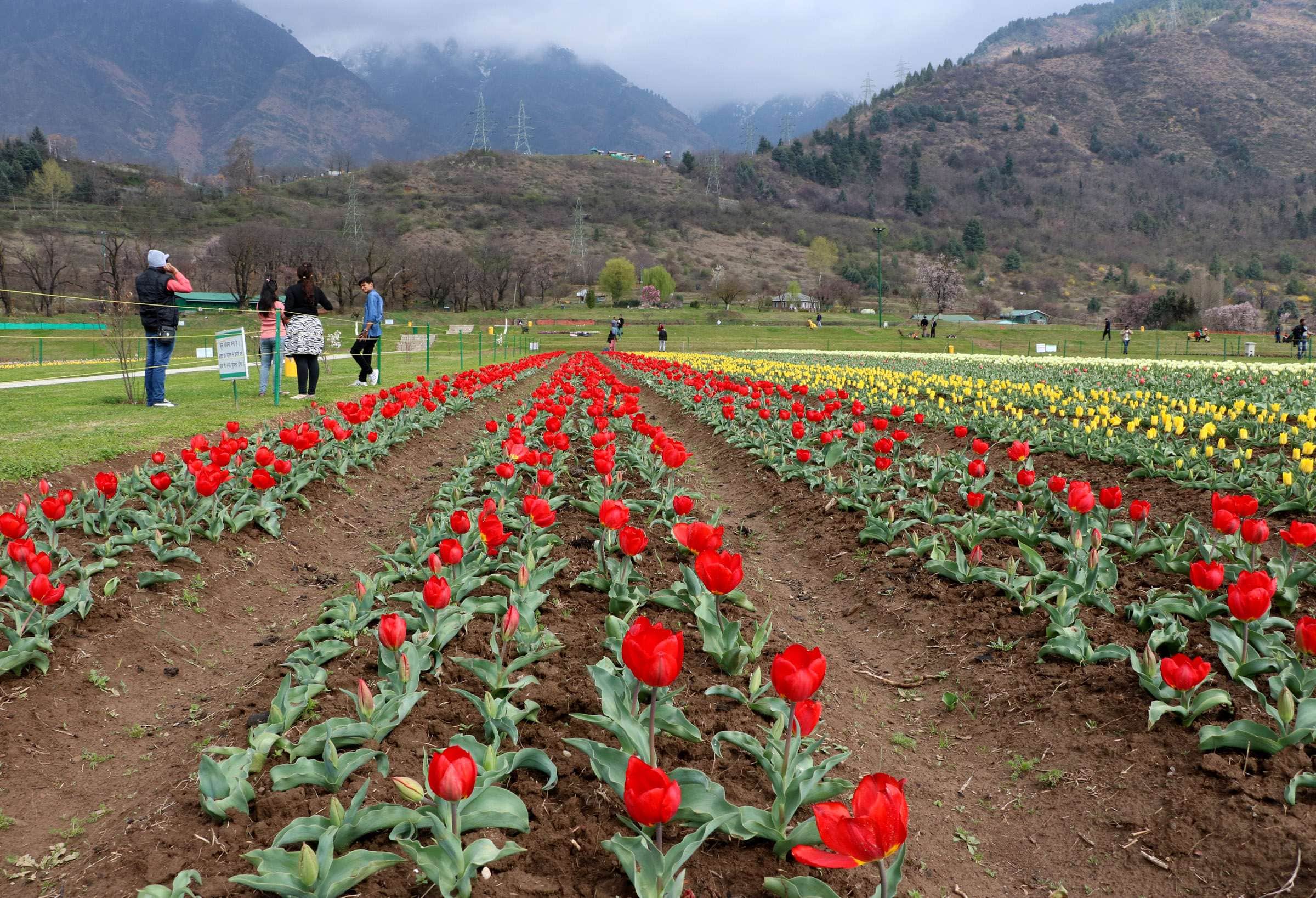 Asia's largest tulip garden in srinagar jammu kashmir