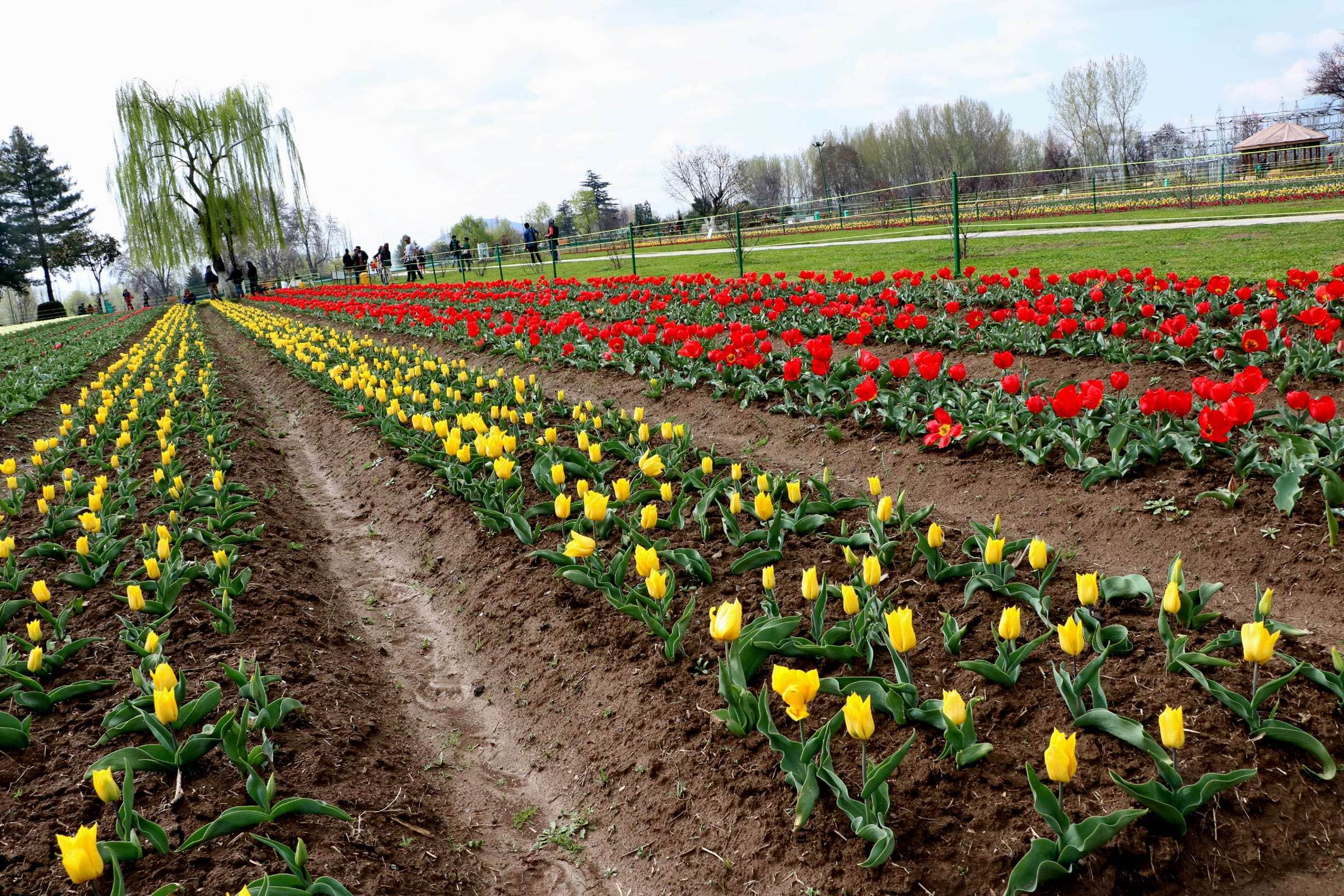 Asia's largest tulip garden in srinagar jammu kashmir