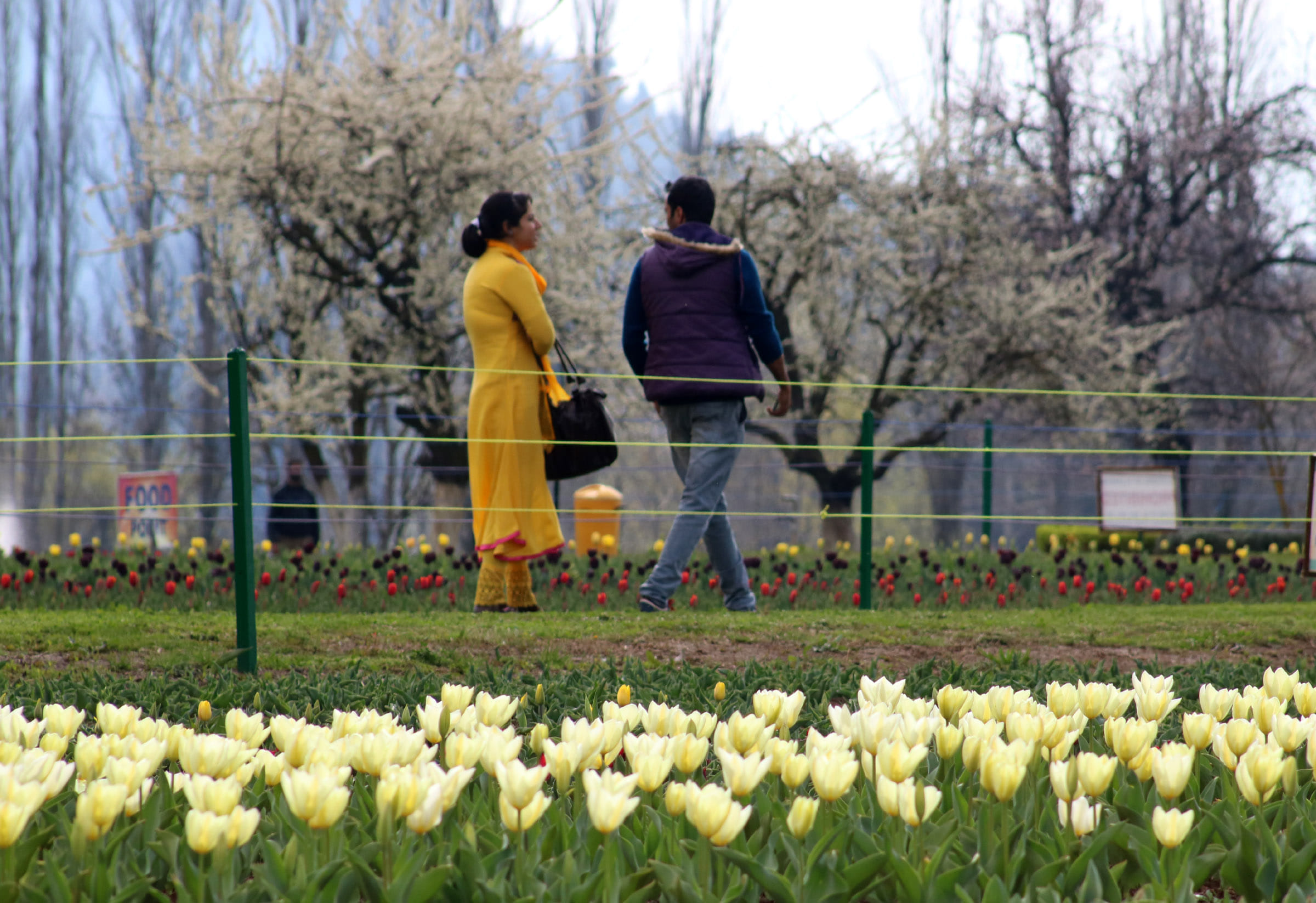 Tulip Garden Open for Tourist