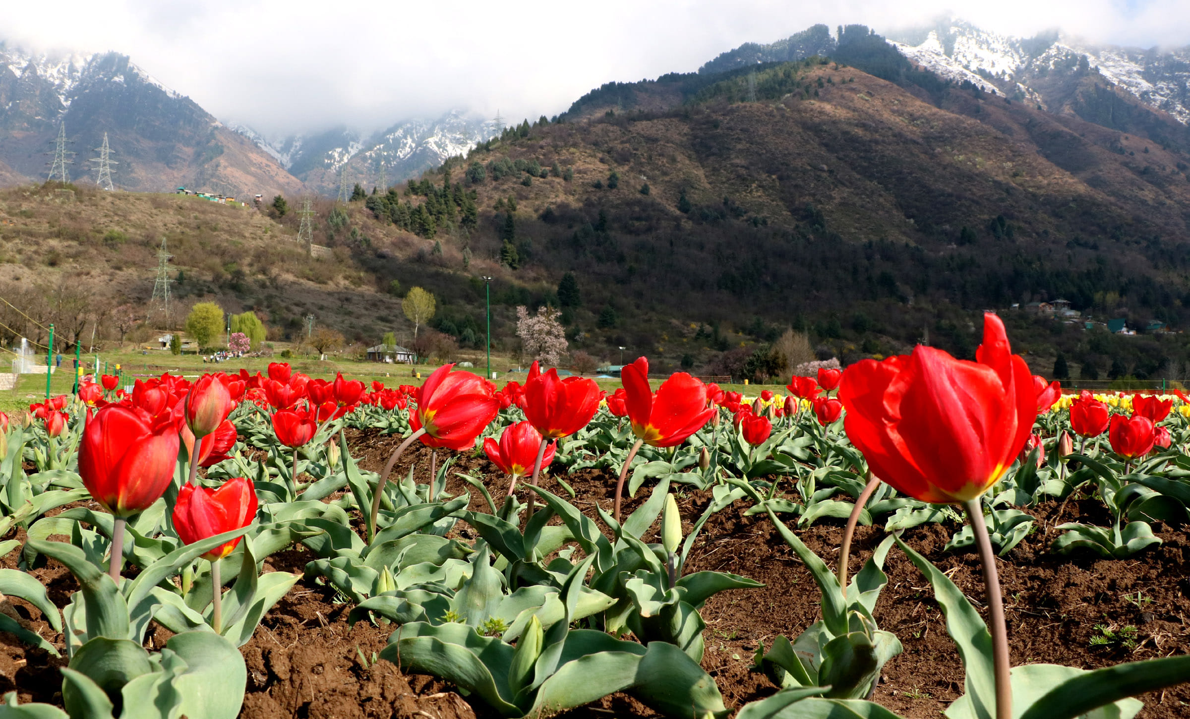 tulip festival will be start from 1st april