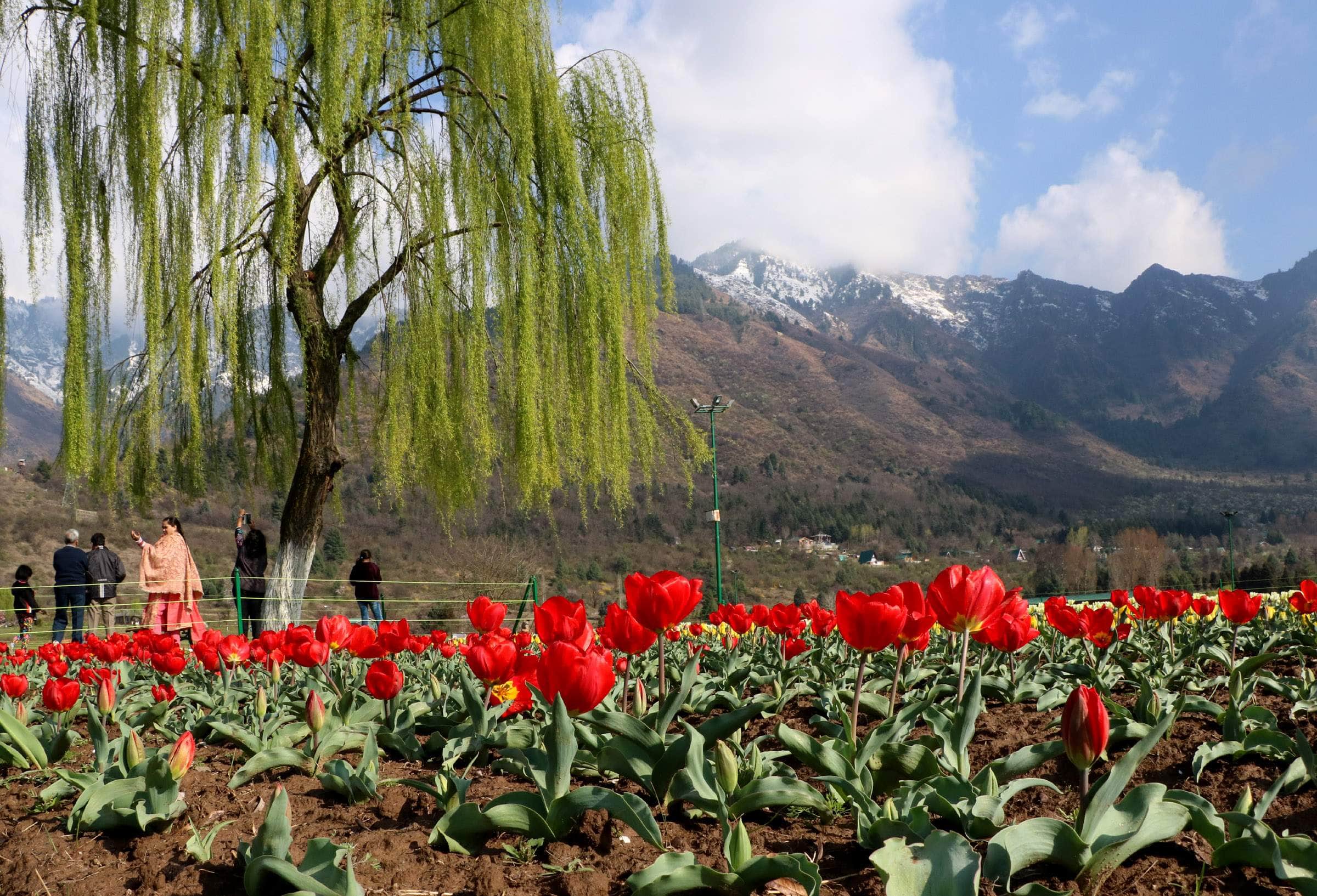 Asia's largest tulip garden in srinagar jammu kashmir