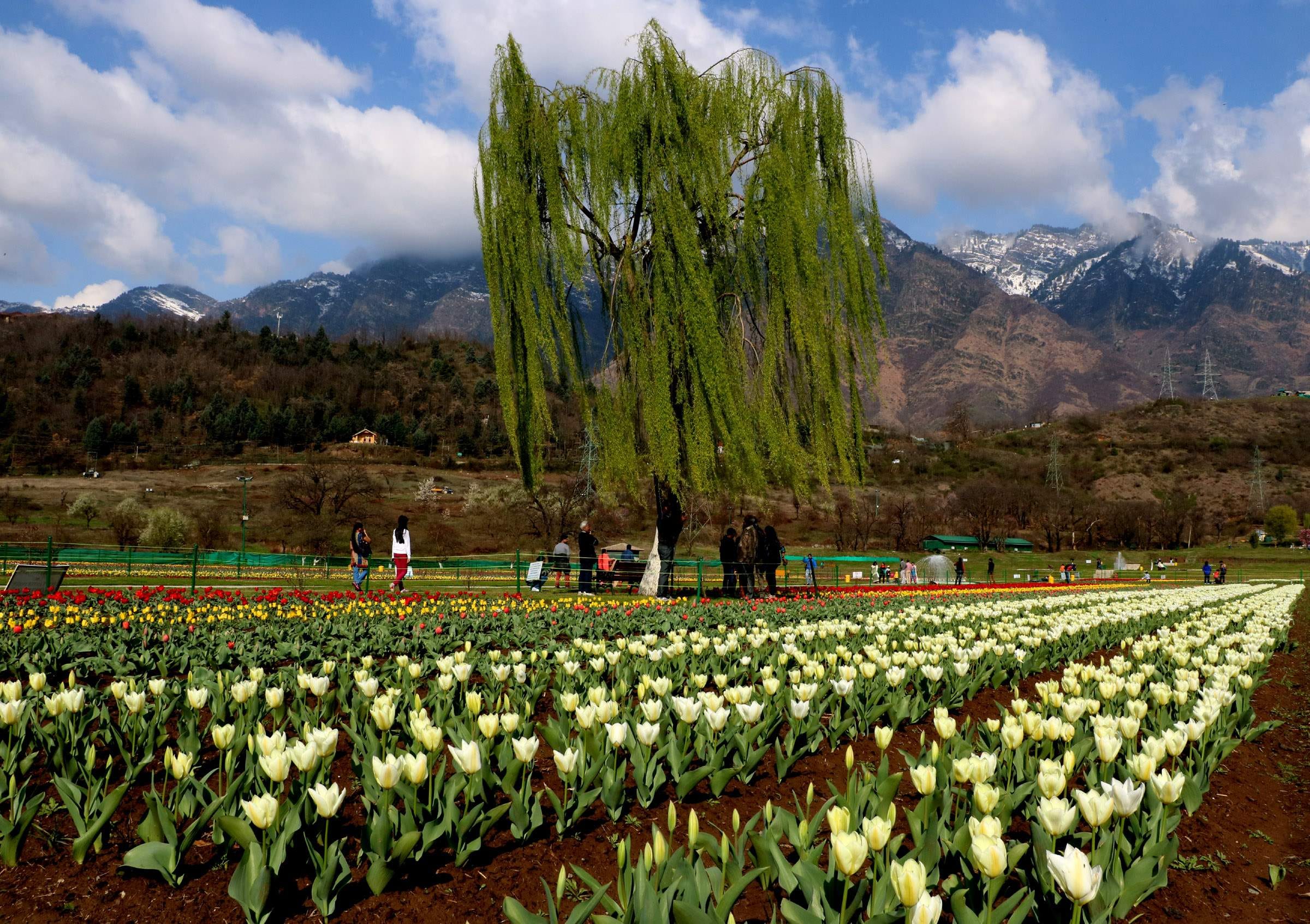 tulip festival will be start from 1st april