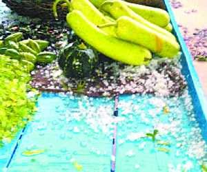 Thunderstorm with rain, hailstorm destroyed crops