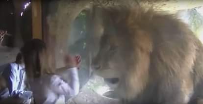 Little girl blows lion a kiss at the zoo - but did not expect this reaction