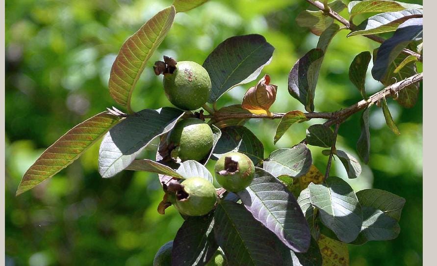 Land in the valley came prematurely in guava fruit