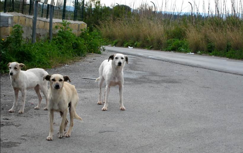 jind dogs killed seven years old child 