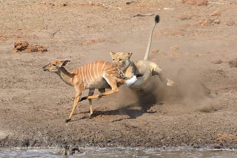 lion kills and eats nyala