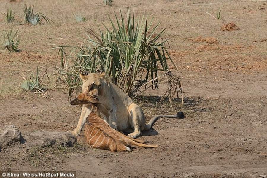 lion kills and eats nyala