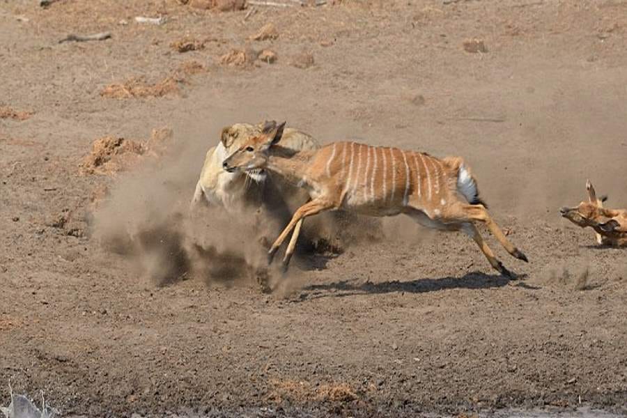 lion kills and eats nyala