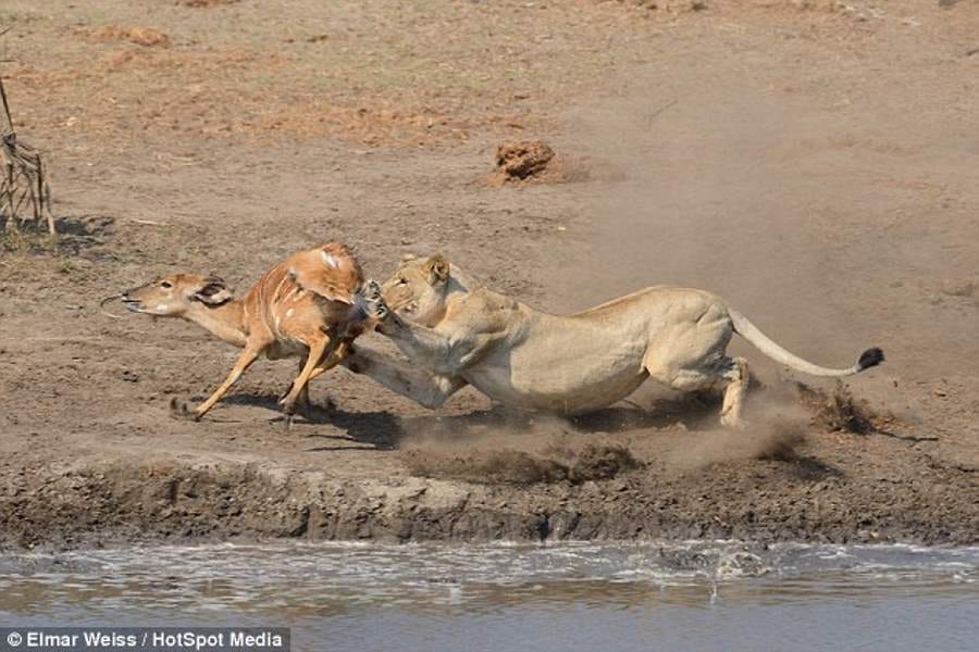lion kills and eats nyala