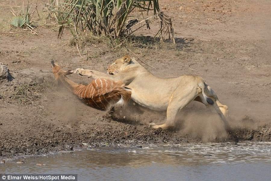 lion kills and eats nyala