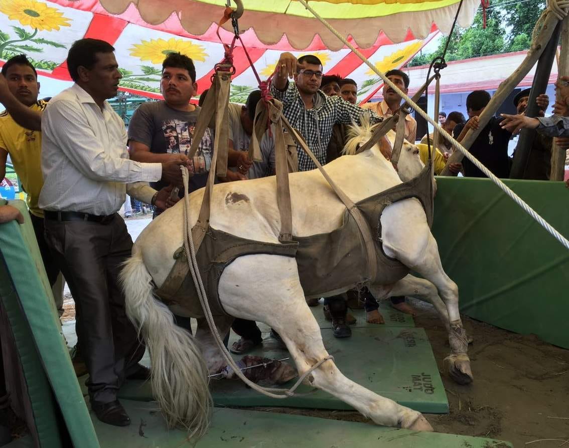doctors doing everything for police horse shaktiman.	