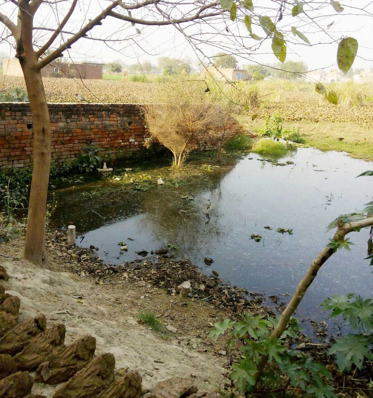 kunvarapur mein 35 beegha phasal jalamagn