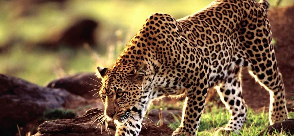 old man fight with Leopard in pithoragarh