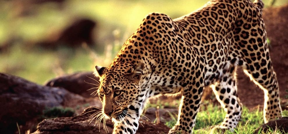 dog fight to leopard to save women.