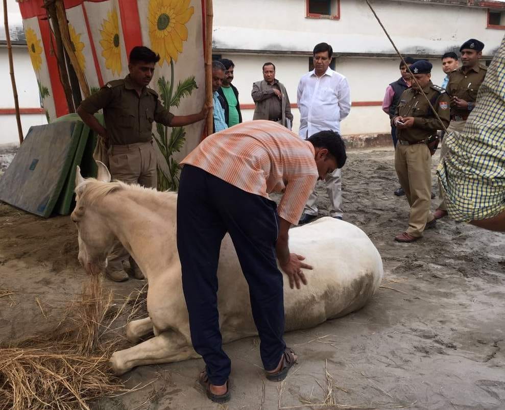 doctors doing everything for police horse shaktiman.	