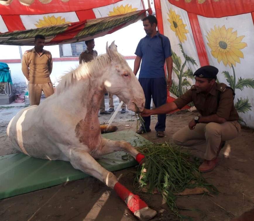 doctors doing everything for police horse shaktiman.	