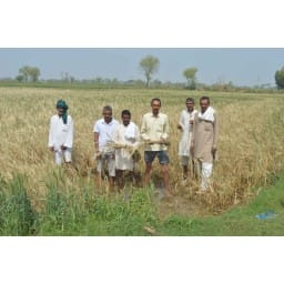 Jhajjar, hindi news, rain, corp, destroy, Jhajjar