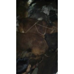 Animal smugglar Cloy police
