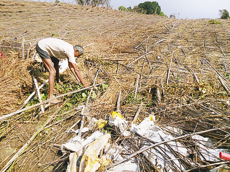Pan Farmer devastated by typhoon