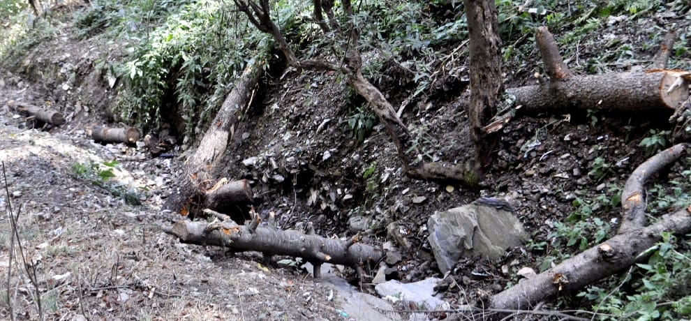  hp govt ask report in illegal tree cutting by forest officer at shimla.