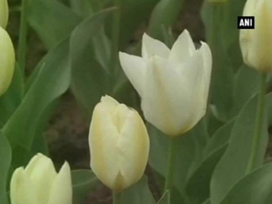 टूलिप गार्डेन