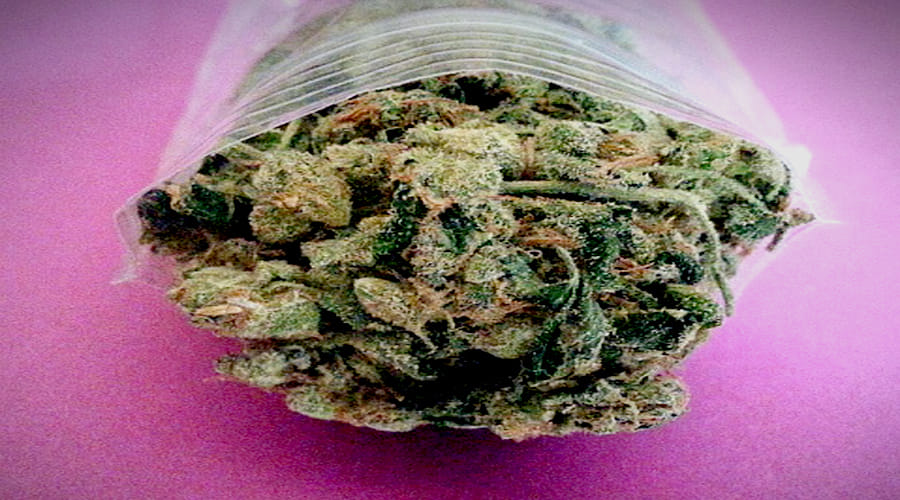 Cannabis worth rupees hundred crore seized by Nepal Police